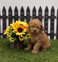 AKC Reba, a female Poodle - Toy  for sale in New Paris, IN – 2 of 3