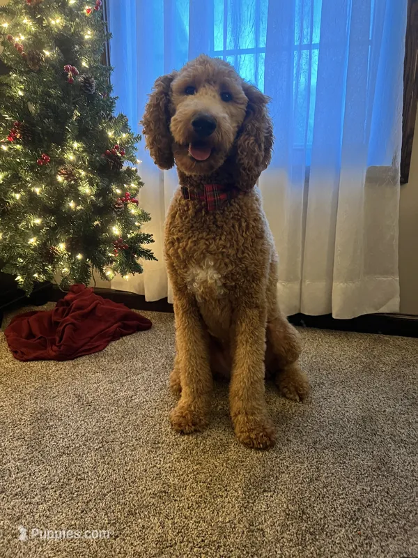 Atlas – Goldendoodle puppy for sale in New Paris, IN