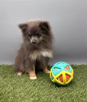 AKC Miley, a female Pomeranian for sale in New Paris, IN – 7 of 7