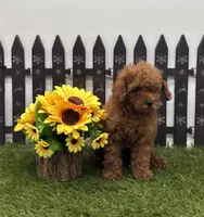 AKC Candy, a female Poodle - Toy  for sale in New Paris, IN – 2 of 4
