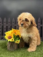 Happy, a female Cavapoo for sale in New Paris, IN – Photo 3 of 5