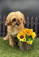 Happy, a female Cavapoo for sale in New Paris, IN – Photo 4 of 5