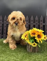 Happy, a female Cavapoo for sale in New Paris, IN – Photo 5 of 5