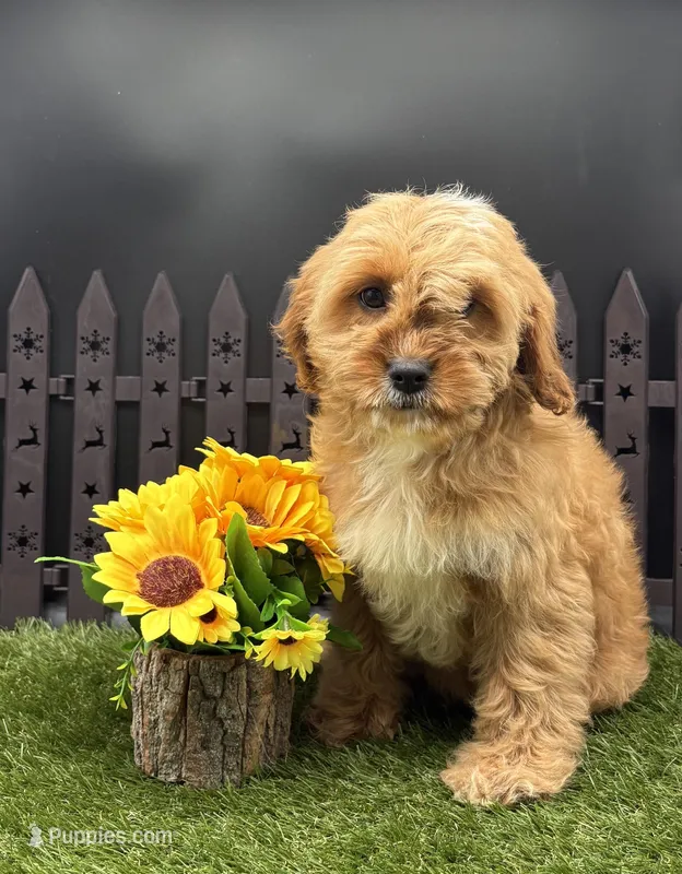 Happy – Cavapoo puppy for sale in New Paris, IN