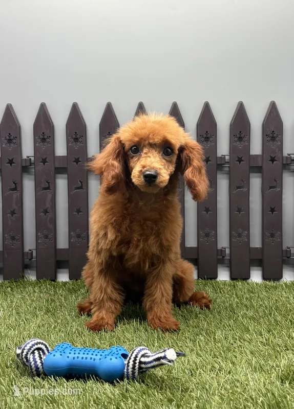 AKC Candy – Poodle - Toy  puppy for sale in New Paris, IN