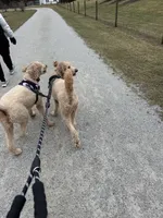 Atlas, a male Goldendoodle for sale in New Paris, IN – 5 of 5
