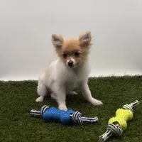 AKC Honey, a female Pomeranian for sale in New Paris, IN – Photo 2 of 4