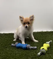 AKC Honey, a female Pomeranian for sale in New Paris, IN – Photo 2 of 4