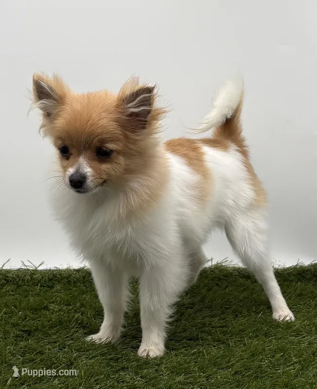 AKC Honey – Pomeranian puppy for sale in New Paris, IN