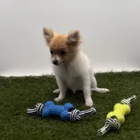 AKC Honey, a female Pomeranian for sale in New Paris, IN – Photo 4 of 4