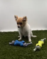 AKC Honey, a female Pomeranian for sale in New Paris, IN – Photo 4 of 4