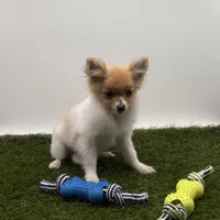 AKC Honey, a female Pomeranian for sale in New Paris, IN – Photo 3 of 4