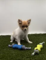 AKC Honey, a female Pomeranian for sale in New Paris, IN – Photo 3 of 4