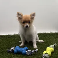 AKC Honey, a female Pomeranian for sale in New Paris, IN – Photo 1 of 4