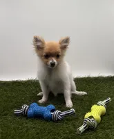 AKC Honey, a female Pomeranian for sale in New Paris, IN – Photo 1 of 4
