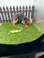 AKC Ivy, a female Yorkshire Terrier for sale in New Paris, IN – 4 of 4
