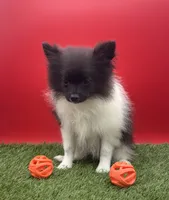 AKC Jet, a male Pomeranian for sale in New Paris, IN – 3 of 5