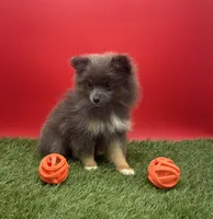 AKC Miley, a female Pomeranian for sale in New Paris, IN – 3 of 7