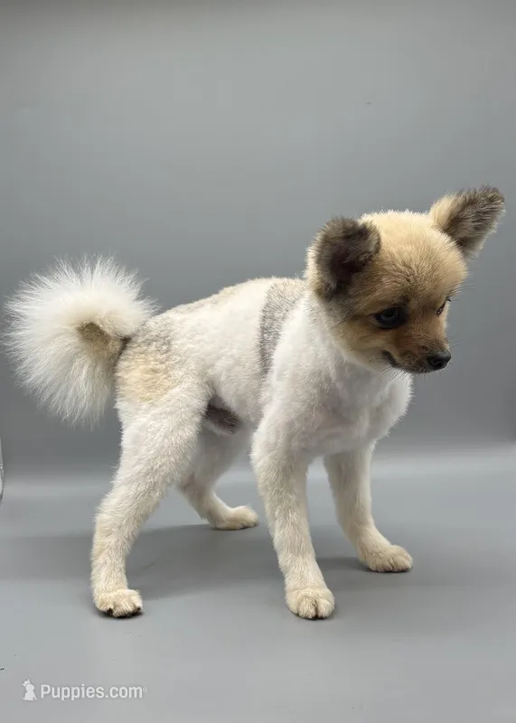 AKC Paco, a male Pomeranian for sale in New Paris, IN – 1 of 1