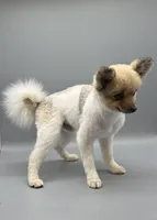 AKC Paco, a male Pomeranian for sale in New Paris, IN – 1 of 1
