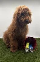 AKC Milo, a male Poodle - Toy  for sale in New Paris, IN – Photo 4 of 6