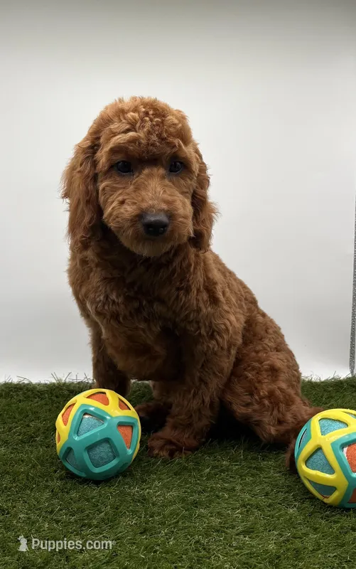 AKC Milo – Poodle - Toy  puppy for sale in New Paris, IN