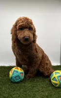 AKC Milo, a male Poodle - Toy  for sale in New Paris, IN – Photo 1 of 6