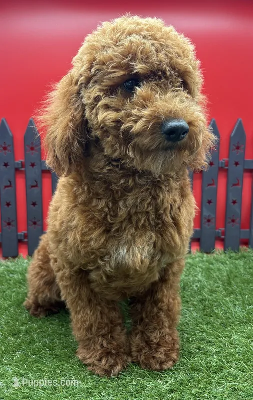 AKC Milo – Poodle - Toy  puppy for sale in New Paris, IN