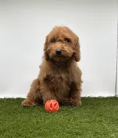 AKC Miles, a male Poodle - Toy  for sale in New Paris, IN – Photo 3 of 3