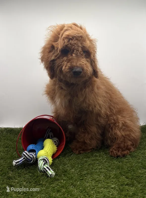 AKC Milo – Poodle - Toy  puppy for sale in New Paris, IN