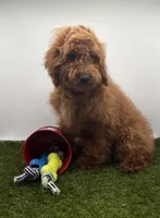 AKC Milo, a male Poodle - Toy  for sale in New Paris, IN – Photo 3 of 6