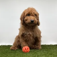 AKC Milo, a male Poodle - Toy  for sale in New Paris, IN – Photo 1 of 3