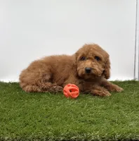 AKC Miles, a male Poodle - Toy  for sale in New Paris, IN – Photo 2 of 3