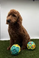 AKC Milo, a male Poodle - Toy  for sale in New Paris, IN – Photo 2 of 6