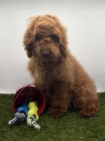 AKC Milo, a male Poodle - Toy  for sale in New Paris, IN – Photo 5 of 6