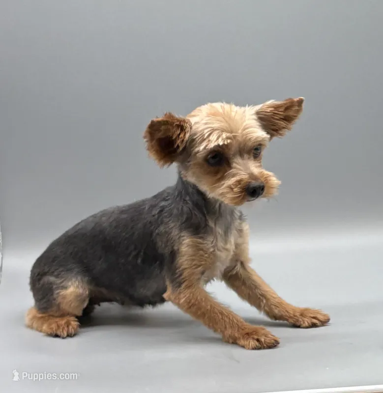 AKC Ivy – Yorkshire Terrier puppy for sale in New Paris, IN