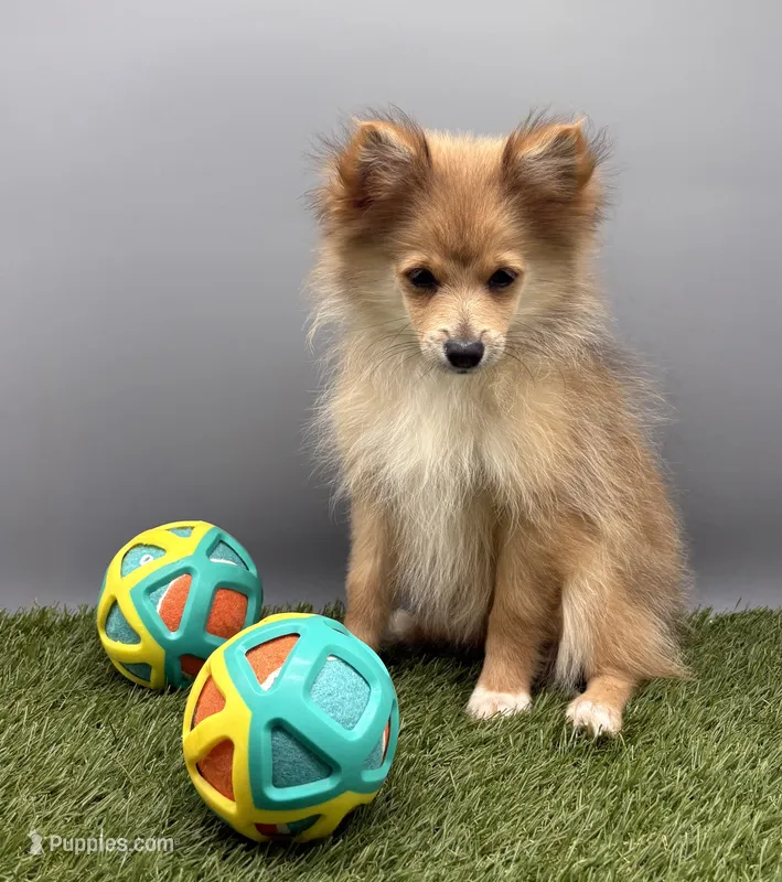AKC Elsa – Pomeranian puppy for sale in New Paris, IN