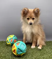 AKC Elsa, a female Pomeranian for sale in New Paris, IN – 1 of 5
