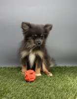 Vicky, a female Pomeranian for sale in New Paris, IN – 2 of 3