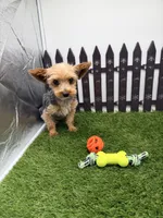 AKC Ivy, a female Yorkshire Terrier for sale in New Paris, IN – 3 of 4