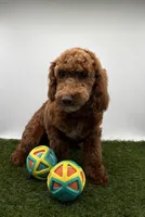 AKC Max, a male Poodle - Toy  for sale in New Paris, IN – Photo 3 of 6