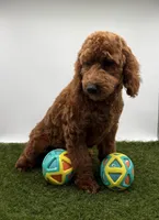 AKC Max, a male Poodle - Toy  for sale in New Paris, IN – Photo 2 of 6