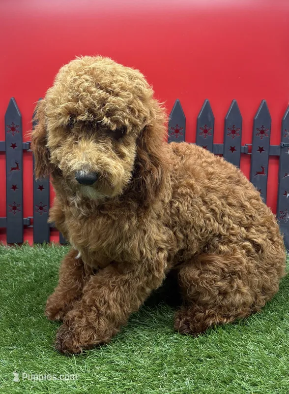 AKC Max – Poodle - Toy  puppy for sale in New Paris, IN