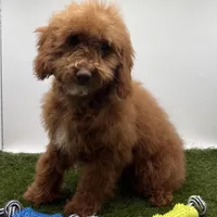 AKC Max, a male Poodle - Toy  for sale in New Paris, IN – Photo 3 of 5