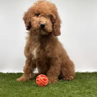 AKC Max, a male Poodle - Toy  for sale in New Paris, IN – Photo 4 of 5
