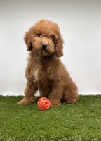 AKC Marx, a male Poodle - Toy  for sale in New Paris, IN – Photo 1 of 2