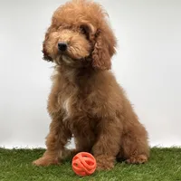 AKC Max, a male Poodle - Toy  for sale in New Paris, IN – Photo 5 of 5