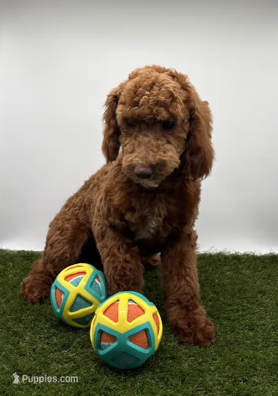 AKC Max – Poodle - Toy  puppy for sale in New Paris, IN
