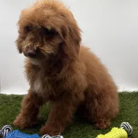 AKC Max, a male Poodle - Toy  for sale in New Paris, IN – Photo 2 of 5