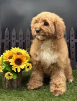 Holi, a female Cavapoo for sale in New Paris, IN – Photo 1 of 4